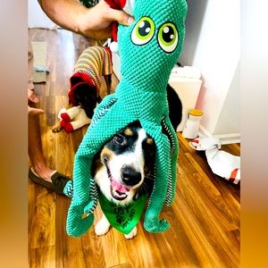 Rupert cuteness Xmas 2023!